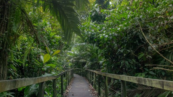 Comment organiser une randonnée en forêt tropicale au Costa Rica sans guide?