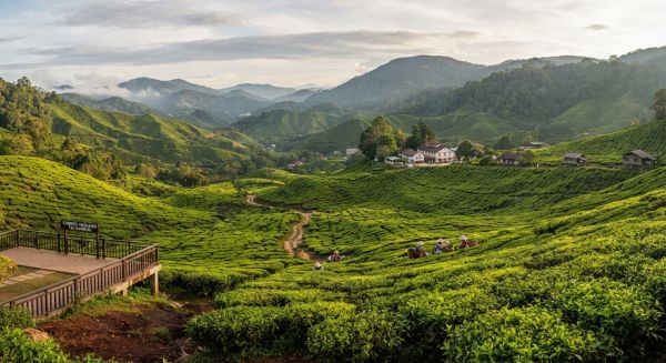 Comment planifier une visite des plantations de thé dans les Cameron Highlands, Malaisie?