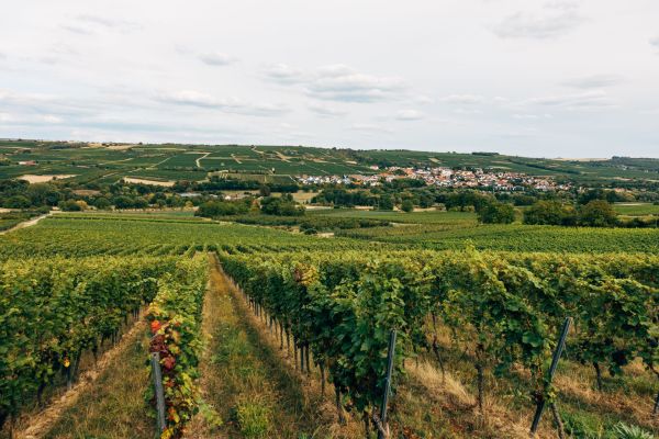 Quels sont les meilleurs itinéraires pour une randonnée à travers les vignobles de Bordeaux, France ?