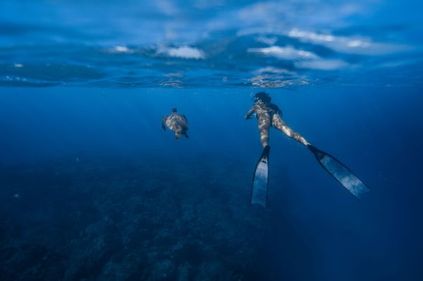 Quels sont les meilleurs spots pour la plongée en apnée avec les tortues marines en Polynésie française : conseils et périodes ?