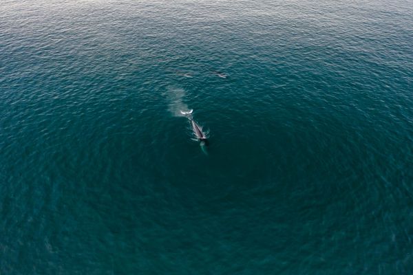 Quels sont les meilleurs spots pour observer les baleines bleues en Norvège?